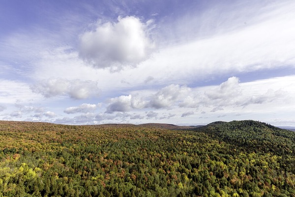 Forest view from the Oberg Mountain area